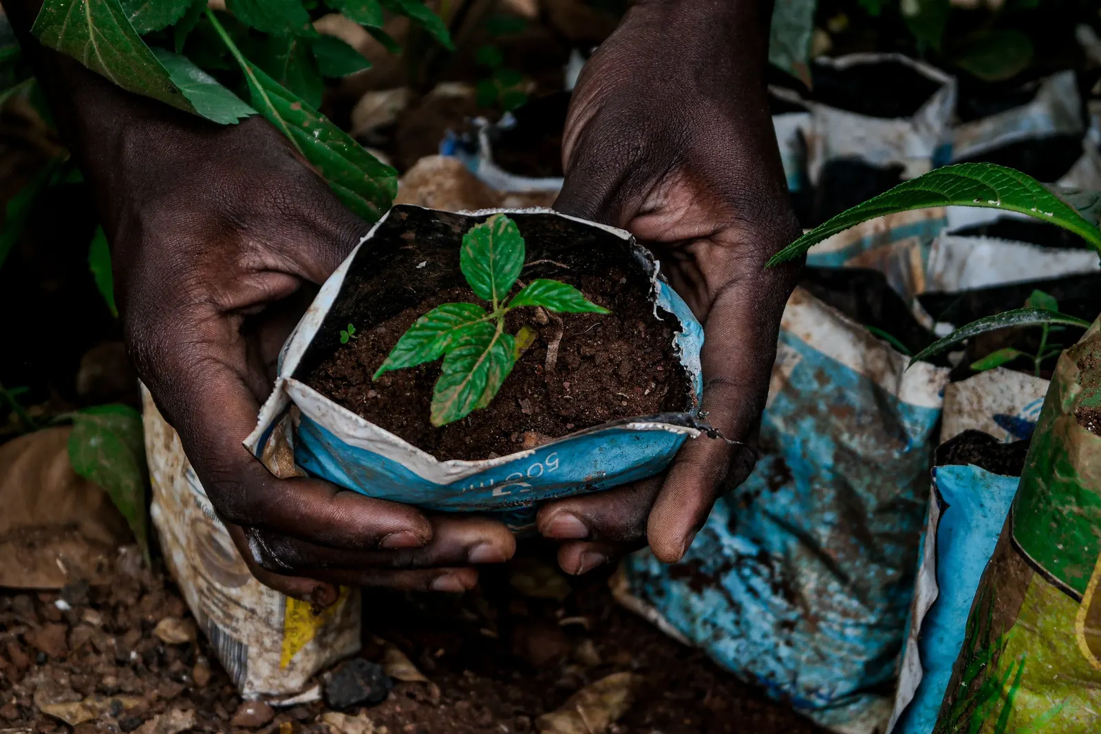 Des mains tiennent un jeune plant dans un sachet de pépinière